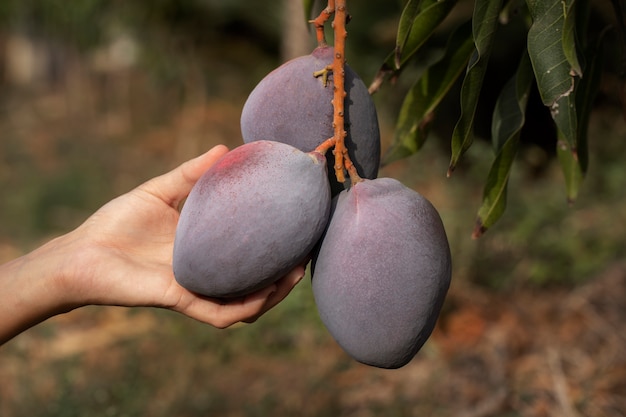 Fruta de mango crudo en un árbol