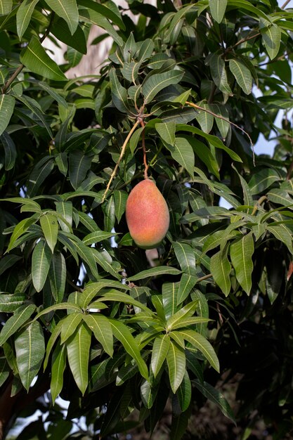 Fruta de mango crudo en un árbol