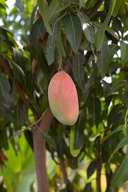 Fruta de mango crudo en un árbol