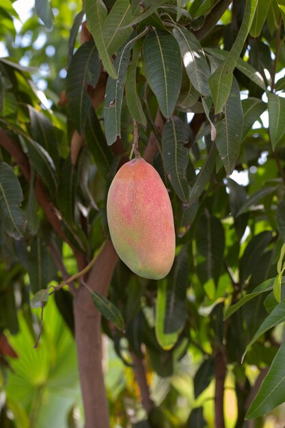 Fruta de mango crudo en un árbol
