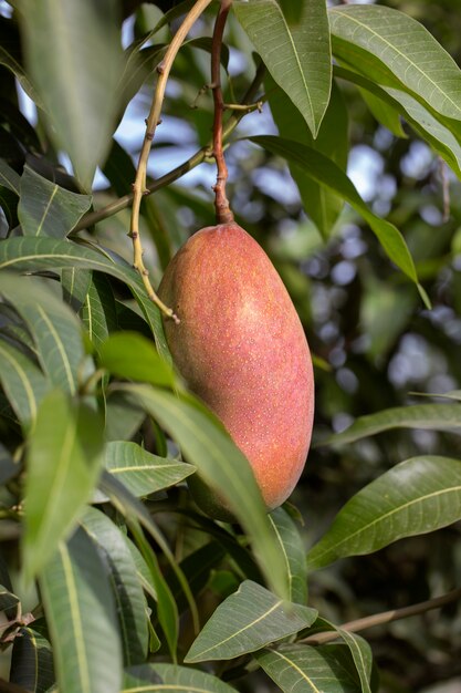 Fruta de mango crudo en un árbol