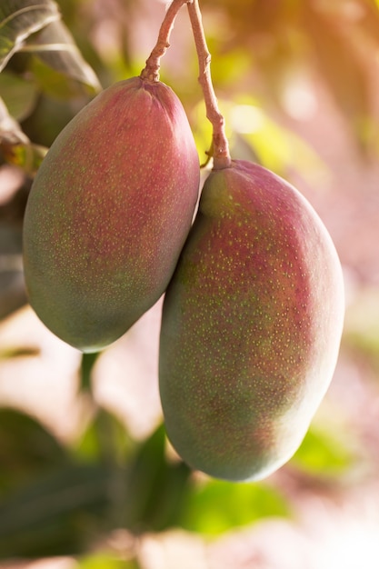 Fruta de mango crudo en un árbol