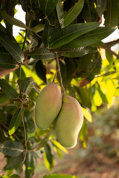 Fruta de mango crudo en un árbol