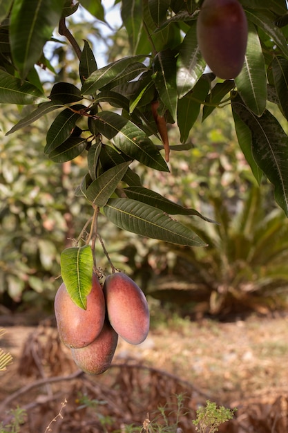 Fruta de mango crudo en un árbol