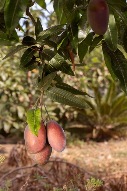 Fruta de mango crudo en un árbol