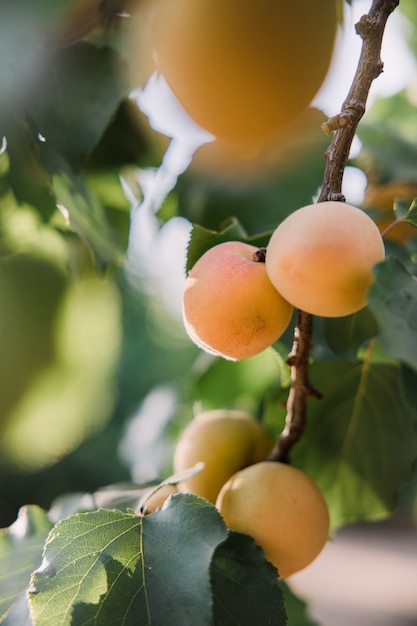 Fruta naranja en la rama de un árbol