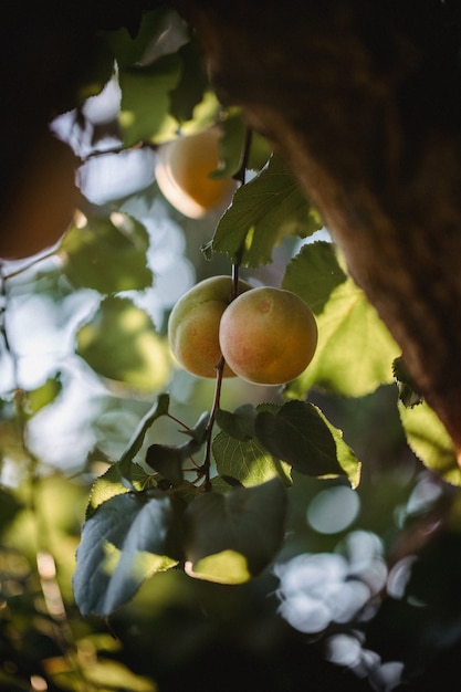 Foto gratuita fruta redonda amarilla en el árbol