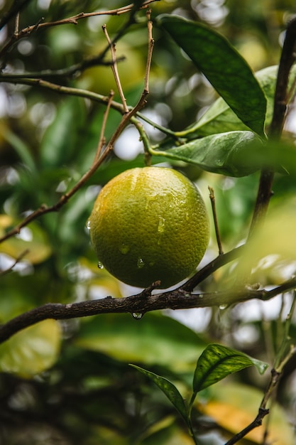 Fruta redonda amarilla en la rama de un árbol marrón durante el día