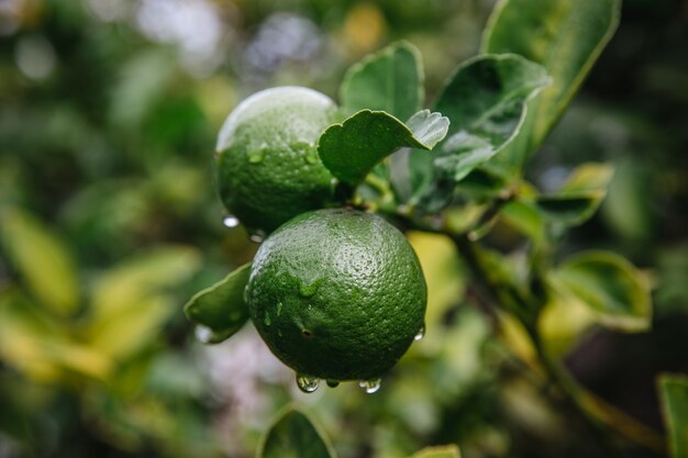 Fruta redonda verde en primer plano