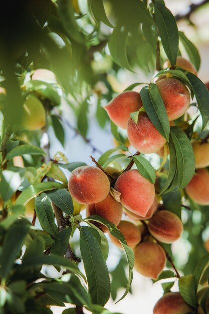 Fruta roja y verde en el árbol durante el día