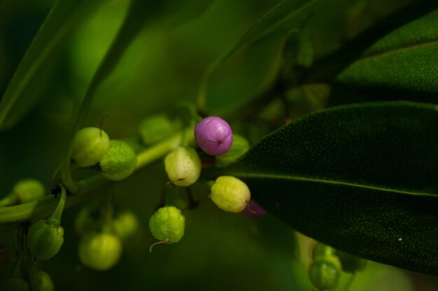 Fruta violeta en medio de un mar verde. Foto de frutos diminutos en una rama