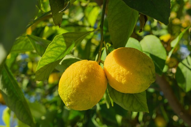 Frutas amarillas de limón cítrico en una rama de árbol con hojas verdes en el primer plano del jardín