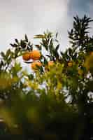 Foto gratuita frutas cítricas en una rama