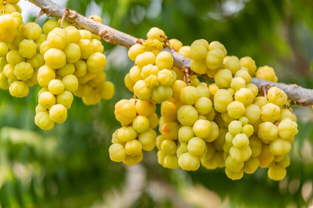 Frutas frescas de la grosella espinosa de la estrella listas para comer en el árbol.