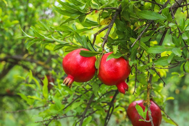 Frutas de otoño colgando de la rama de un árbol en el jardín.