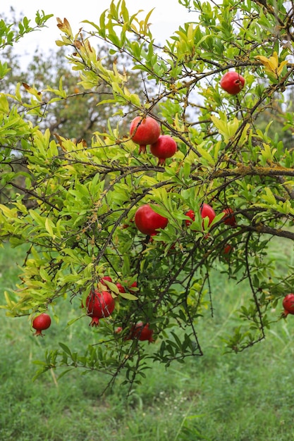 Frutas de otoño colgando de la rama de un árbol en el jardín.