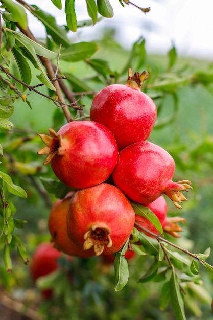 Frutas de otoño colgando de la rama de un árbol en el jardín.