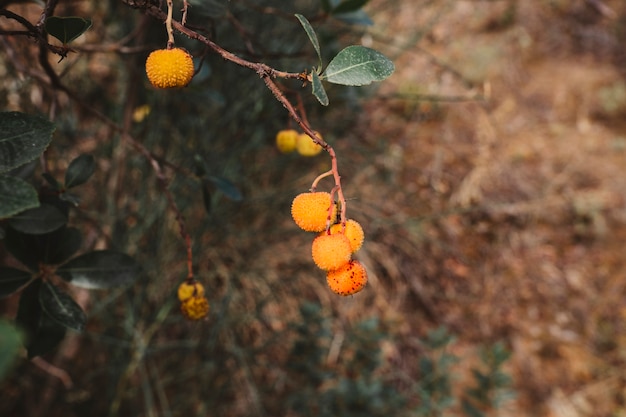 Frutas salvajes e bosque