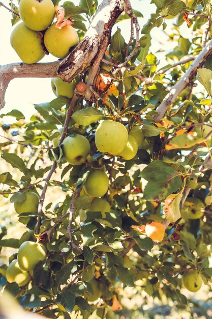 Frutas verdes de la manzana en el árbol de cerca