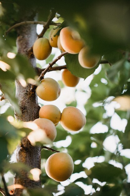 Frutos de albaricoque en el árbol durante el día