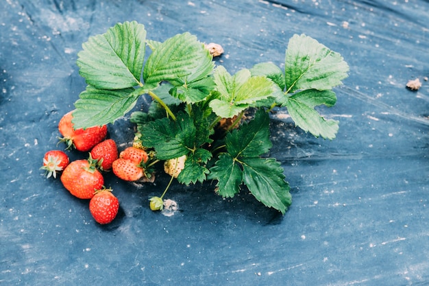 Foto gratuita frutos de fresa que mienten cerca de la planta