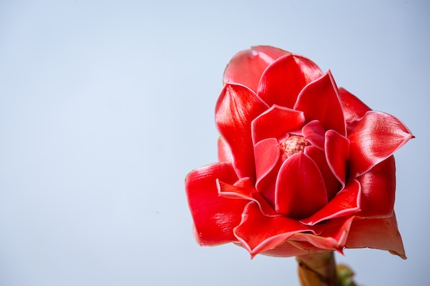 Foto gratuita frutos de roselle en superficie azul.