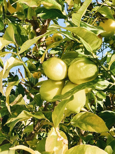 Frutos verdes en el árbol durante el día