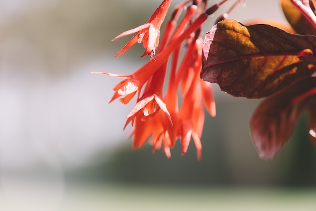 Fuchsia flores en primavera