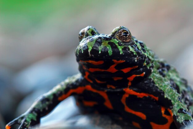 Fuego vientre sapo closeup cara sobre madera animal closeup Bombina orientalis