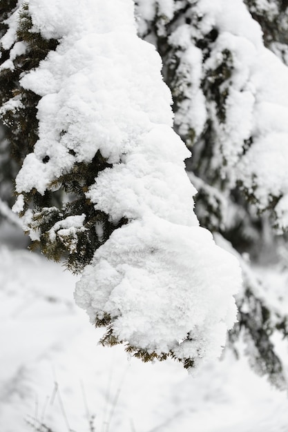 Foto gratuita fuertes nevadas sobre ramas de árboles de primer plano