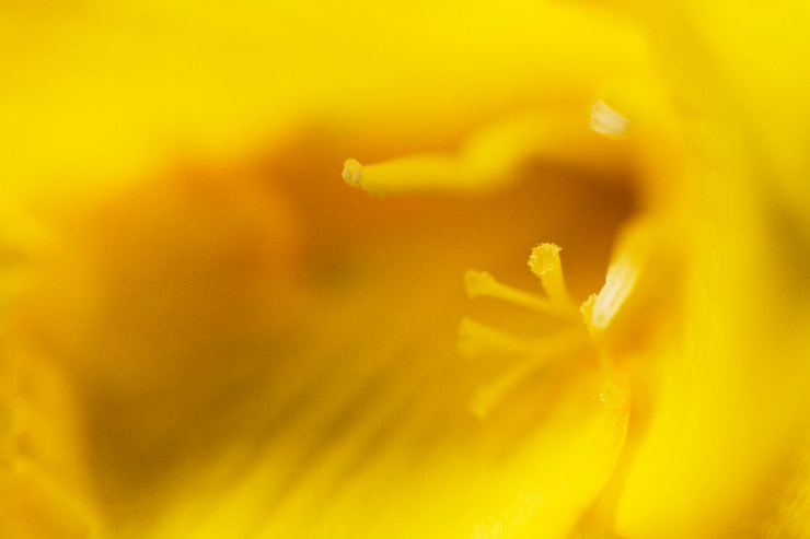 Photo Gratis full frame of yellow bright flower