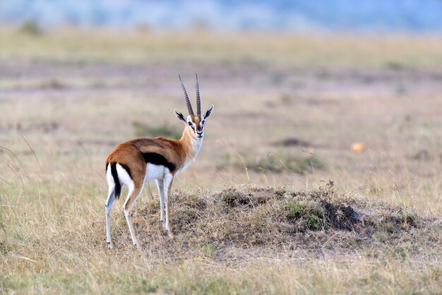 Gacela de Thomson en la sabana en el parque nacional de África