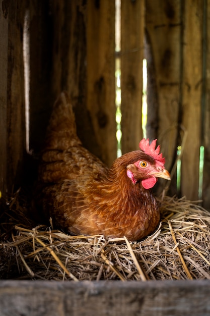 Gallina de alto ángulo sentada en el heno