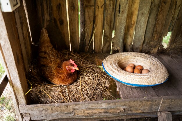 Gallina de alto ángulo y sombrero con huevos.