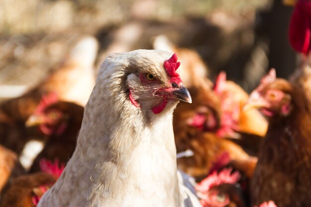 Gallina brahma blanca con plumas en los pies en el gallinero