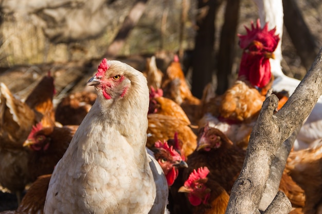 Gallina brahma blanca con plumas en los pies en el gallinero