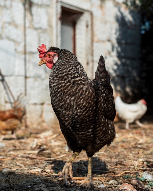 Gallina buscando comida en el corral