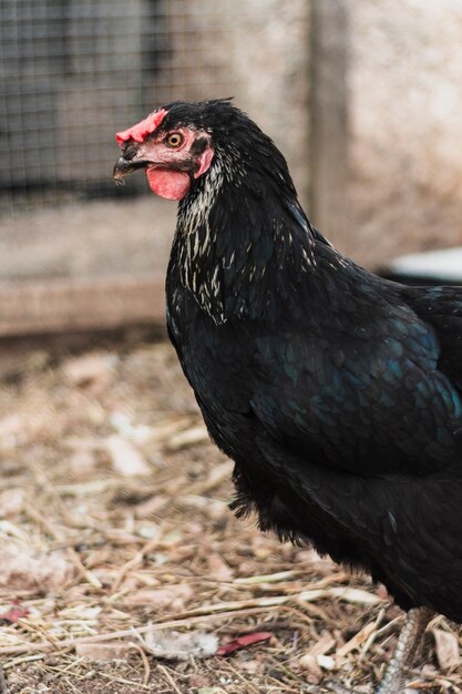 Gallina negra al aire libre en la granja