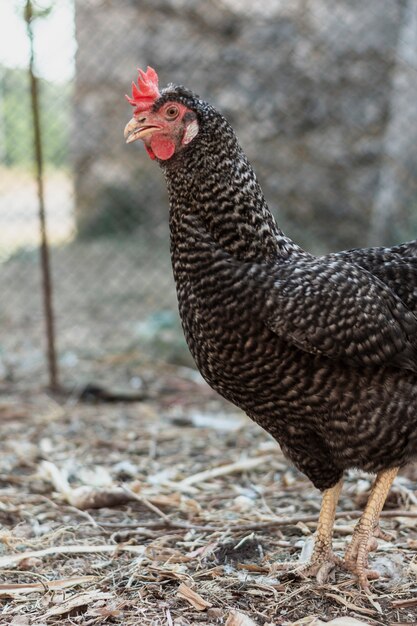 Gallina de pie en el corral