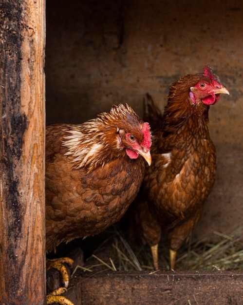 Gallinas en el concepto de estilo de vida del país nido