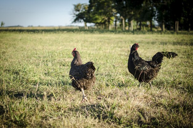 Gallinas corriendo en el campo