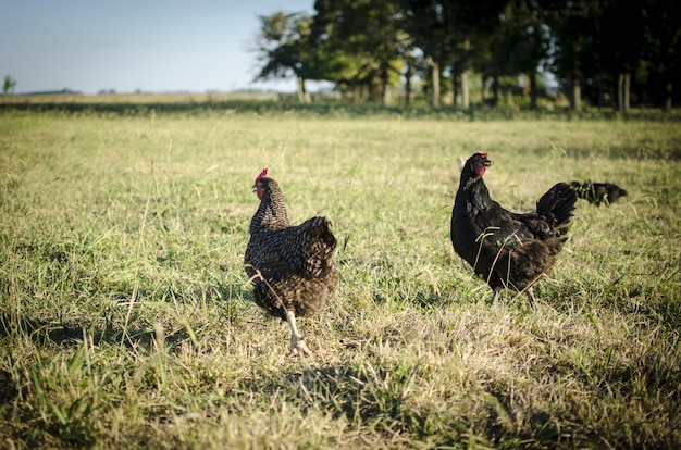 Gallinas corriendo en el campo