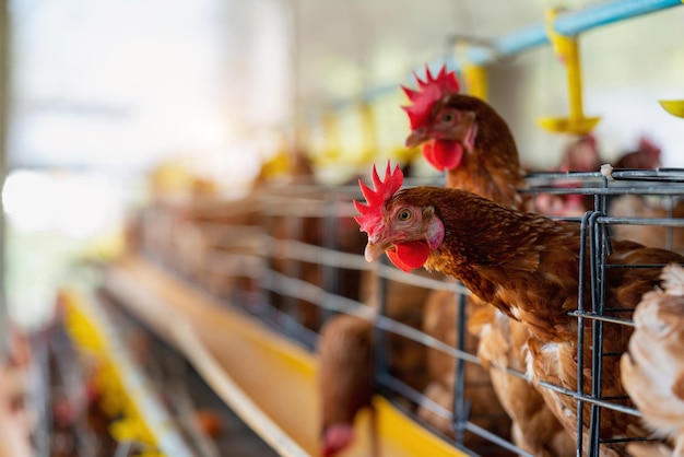 Gallinas en fábrica Pollos en jaulas