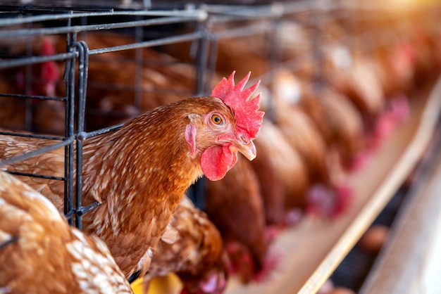 Gallinas en fábrica Pollos en jaulas