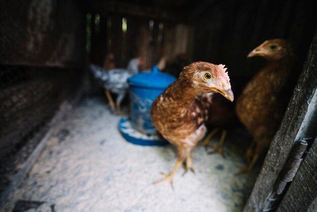 Gallinas en la granja avícola