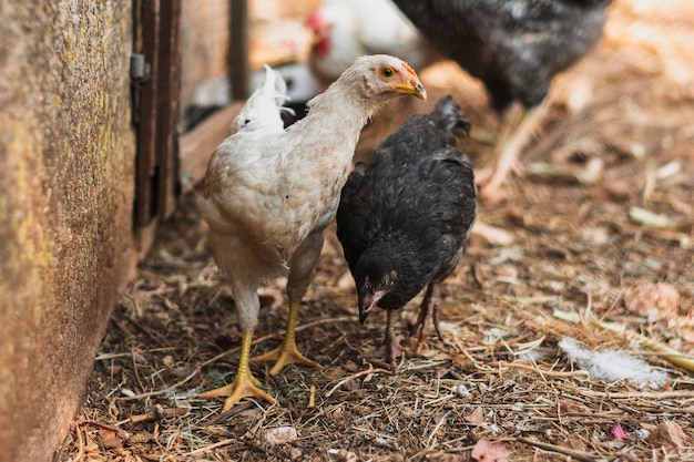 Gallinas jóvenes buscando comida en el corral