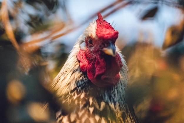 Foto gratuita gallo blanco y negro