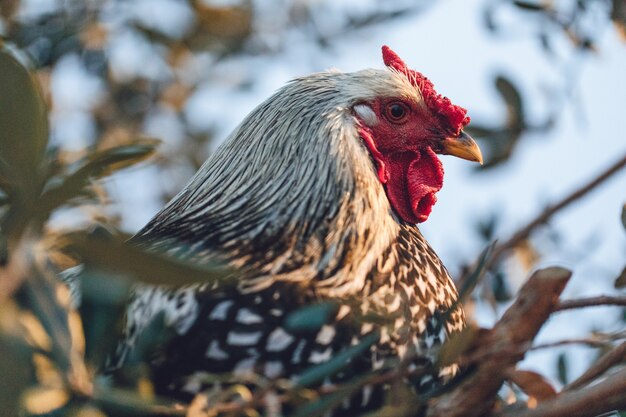 Gallo blanco y negro