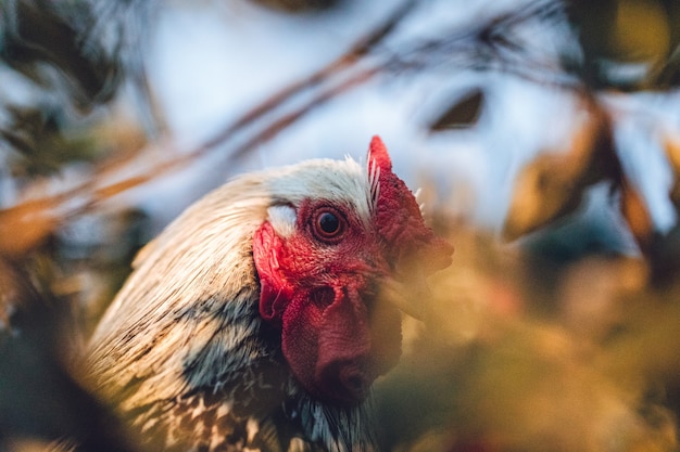 Gallo blanco