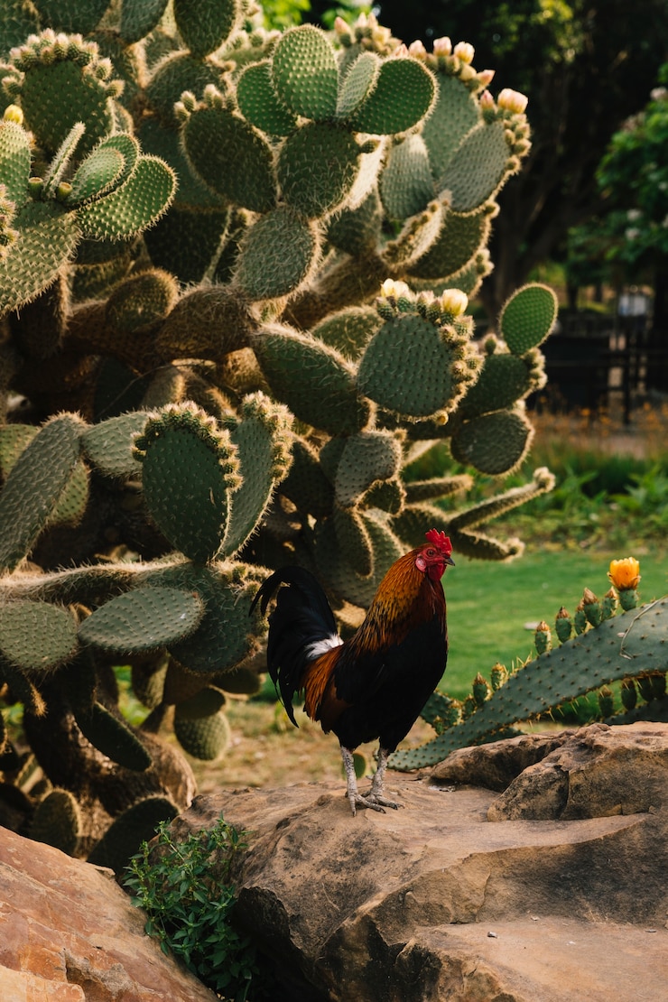 Foto gratuito gallo cerca de la planta de cactus verde